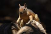 Sincap / Sciurus anomalus / Caucasian Squirrel 
